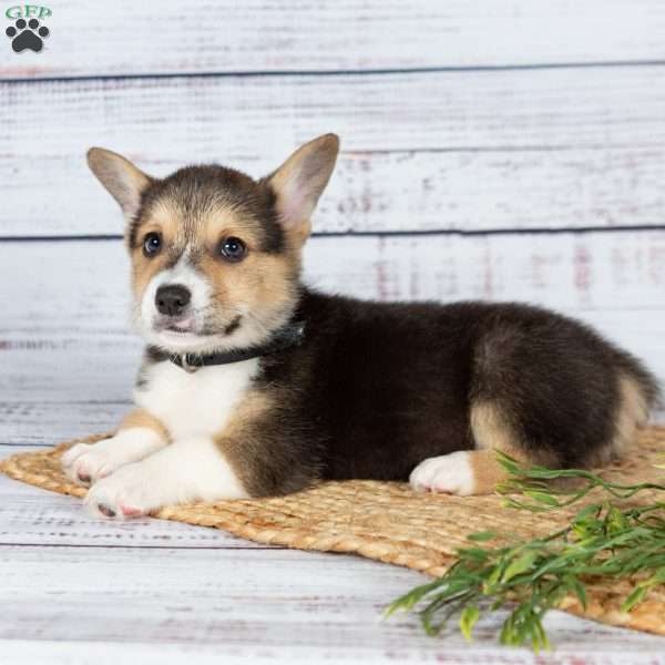 Willie, Pembroke Welsh Corgi Puppy